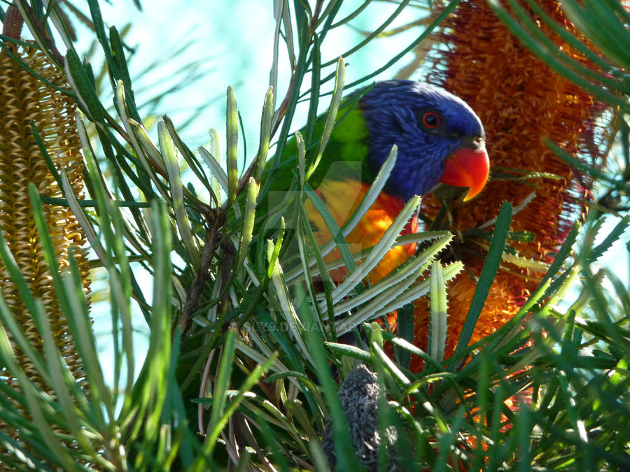 Lorikeet Lunch Time