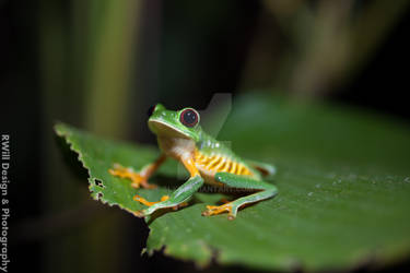 Caught on the Leaf