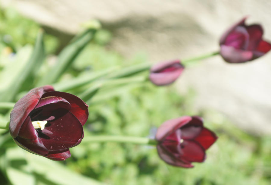 Purple Tulips