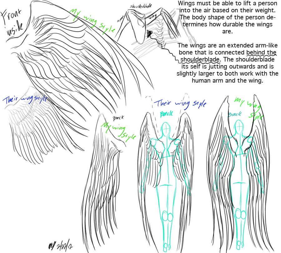 Wings anatomy and reference