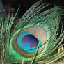 peacock feather
