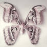 white butterfly