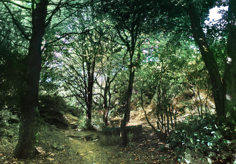 forest panorama