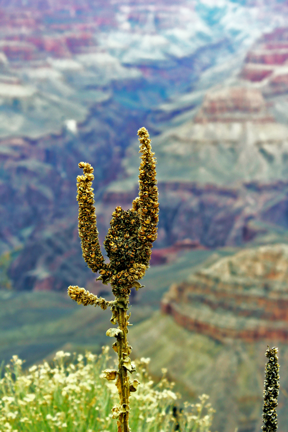 Grand Canyon 132 2015