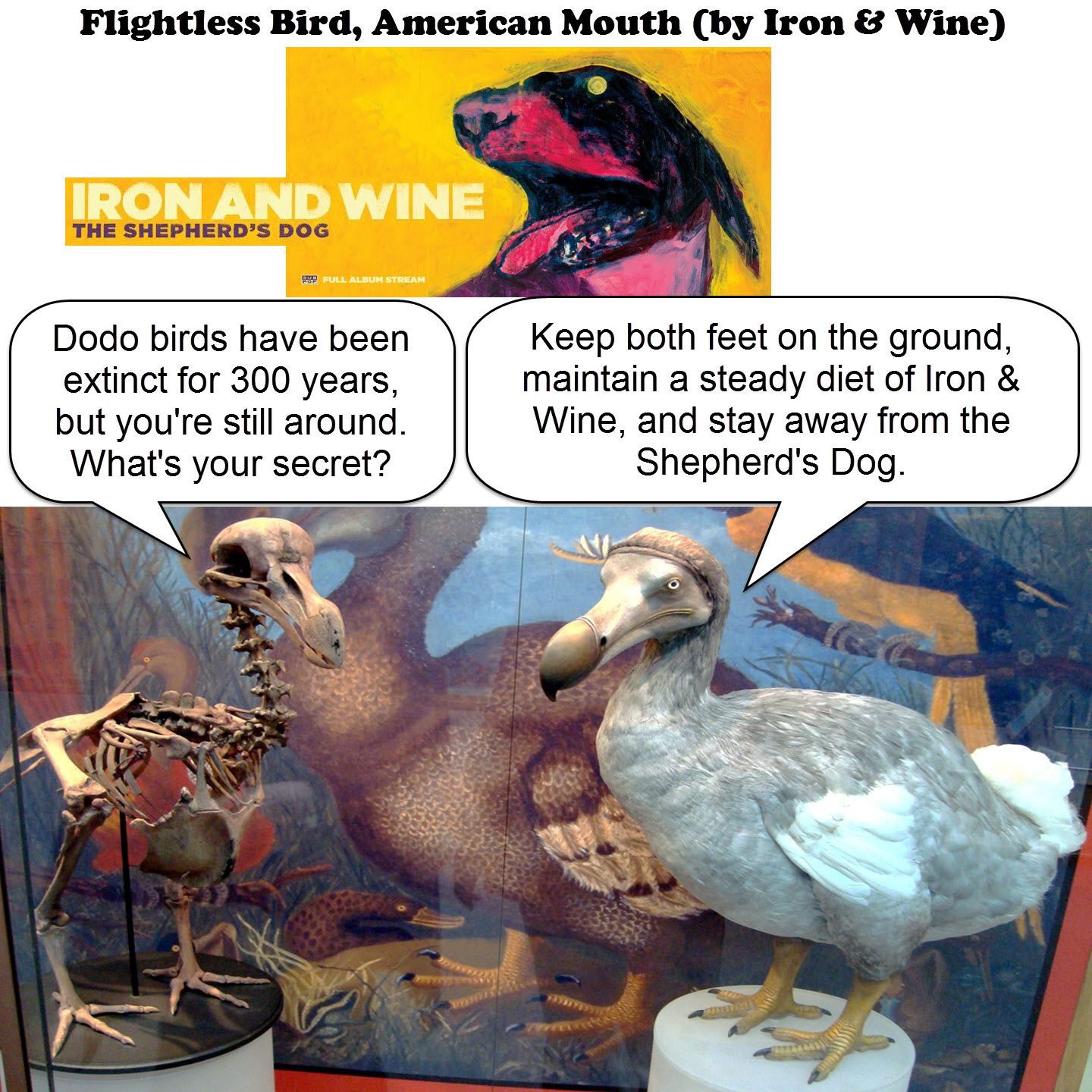 Flightless Bird American Mouth Iron And Wine J By Dgoldish On Deviantart