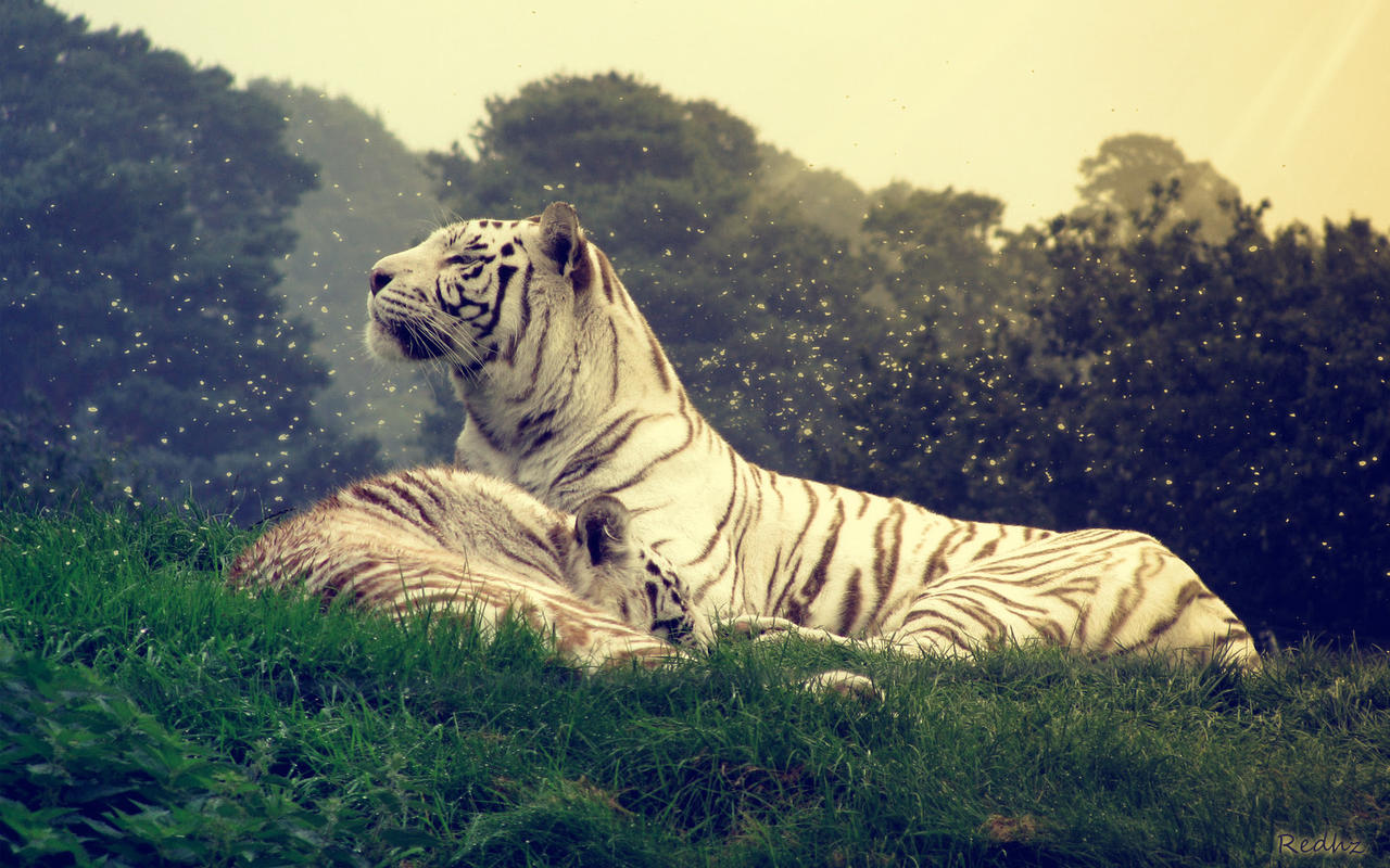 White Tiger