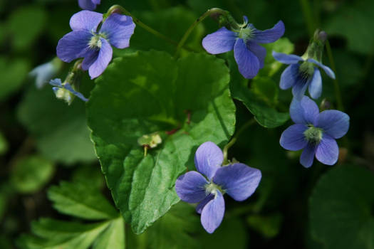 Violets in my Forest