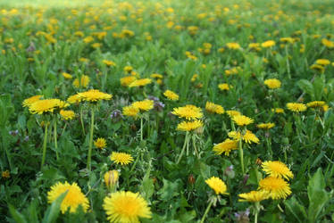 Dandelions