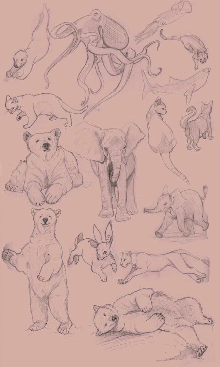 Animal Studies