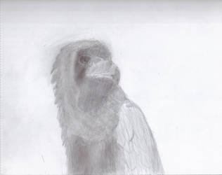 Bateleur Sketch