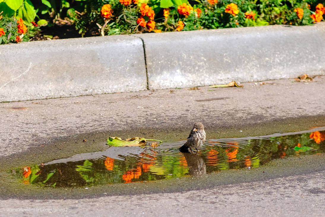 Puddle Bath Sparrow after taking a bath in puddle by pnn32 on DeviantArt
