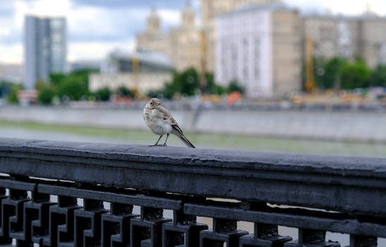 Tiny bird on embankment railing