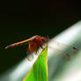 Brown dragonfly