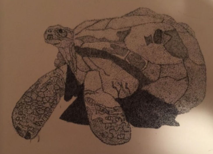 Turtle by lazyanimatorlol on DeviantArt
