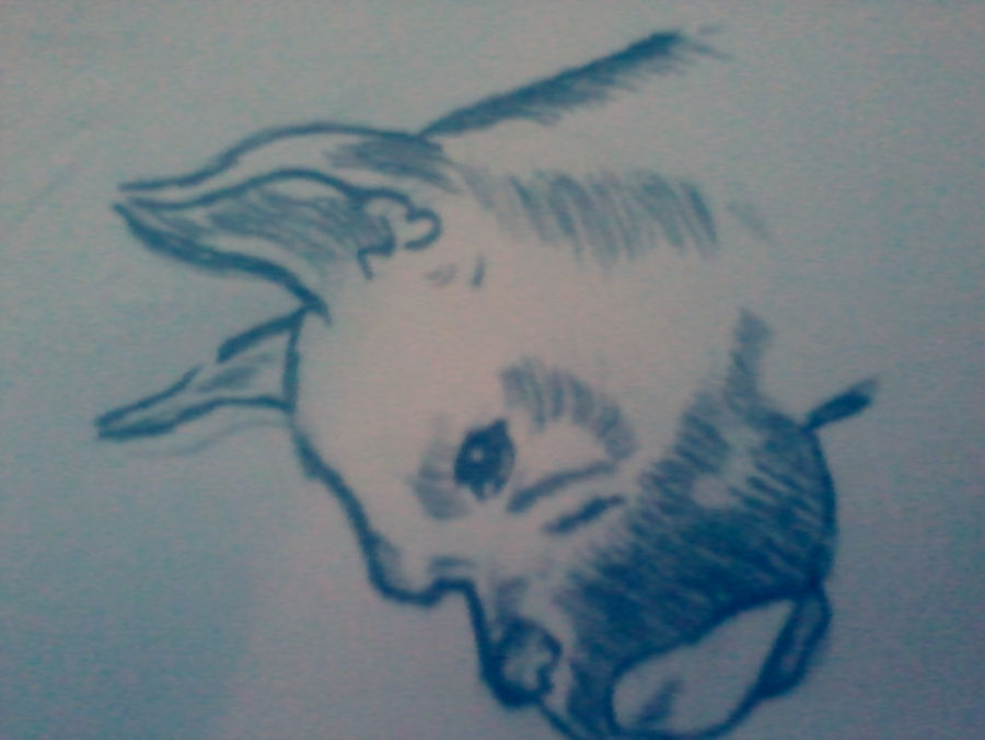 Deviantart Boxer Dog boxer dog by ferosion35 on DeviantArt