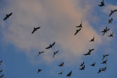 The sky and the birds