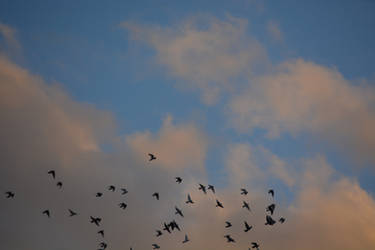 The sky and the birds