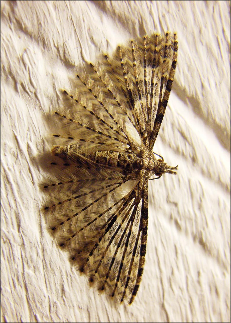 Plume Moth