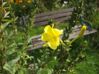 Take A Seat On Nature's Bench