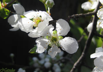 Winter Blossom.