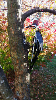 Pileated Woodpecker