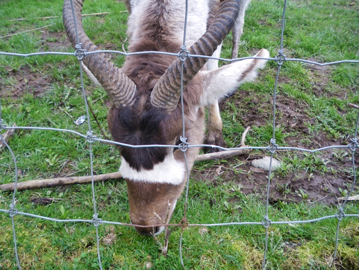 Scimitar-Horned Oryx