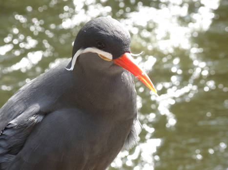 moustachebird