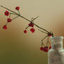 Flowers in a Vase