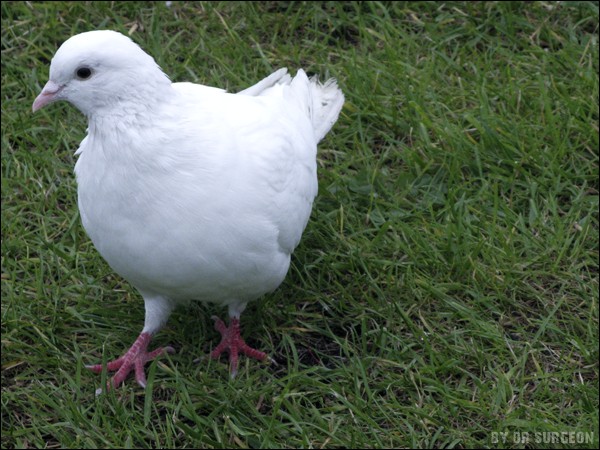 Dove On The Grass