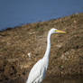 great white heron