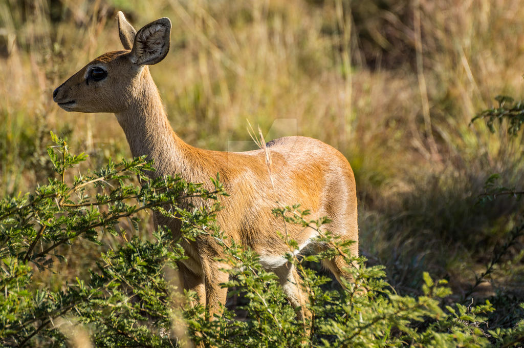 steenbok