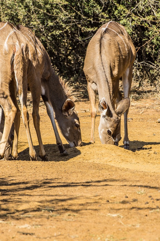 kudu