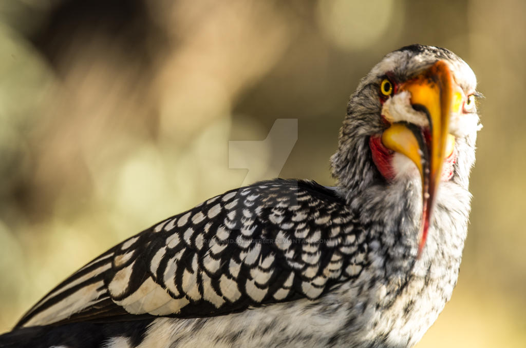 yellow-billed hornbill