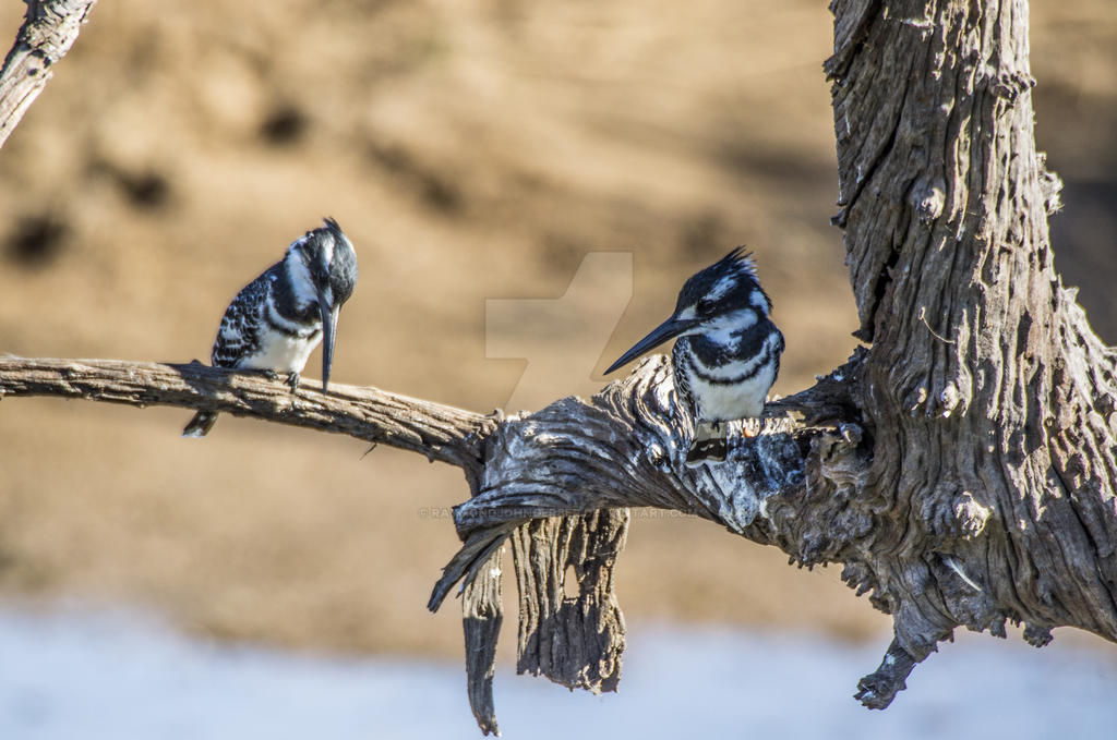 pied kingfisher