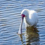 spoonbill