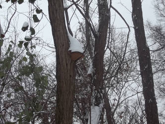 Snowy shroom