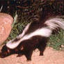 The unfriendly skunk