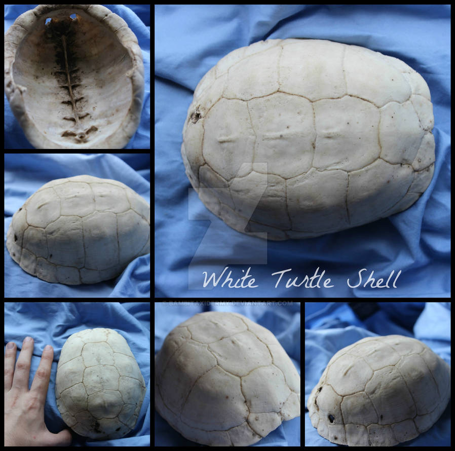 White turtle shell. FOR SALE. by BambiTaxidermy on DeviantArt