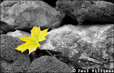 Autumn Leaf II