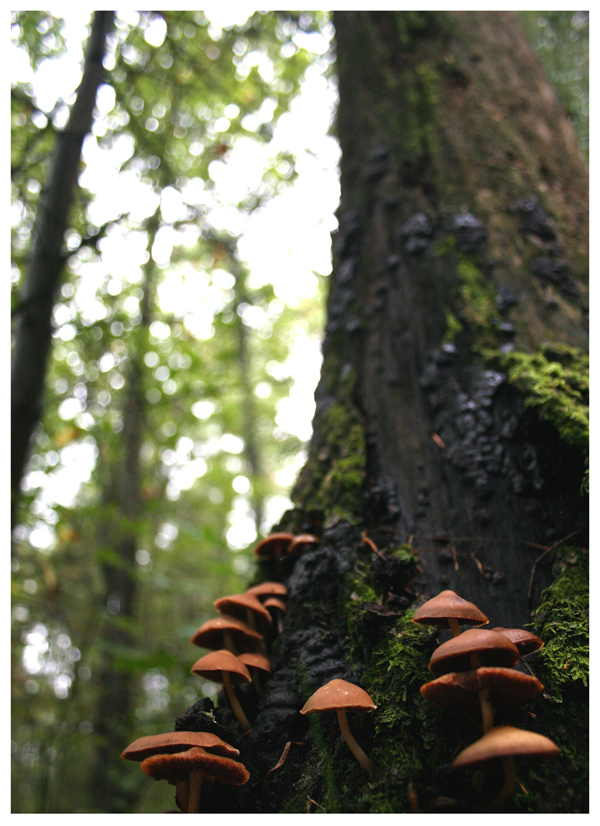 Colony of mushrooms