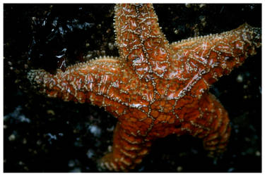 Starfish