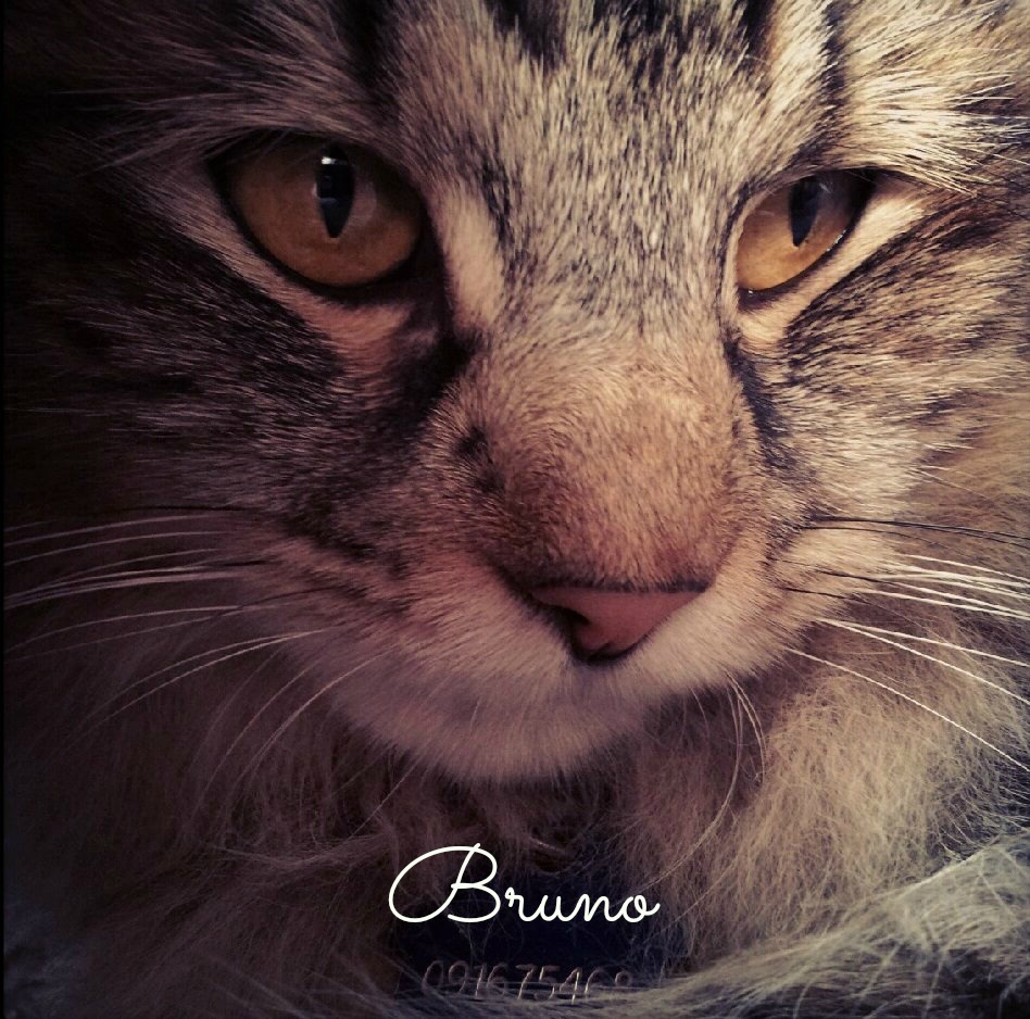 Bruno (: