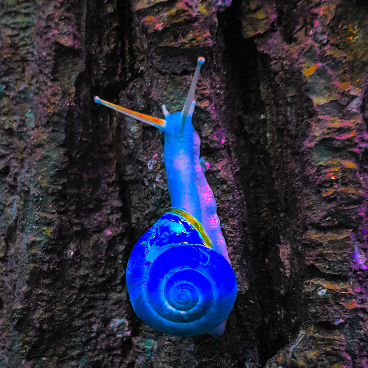 Operculum by UnusZerum on DeviantArt