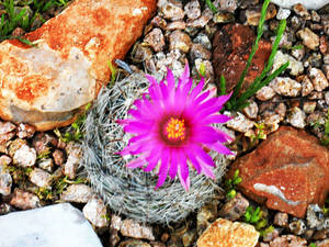 Ball Cactus In Bloom