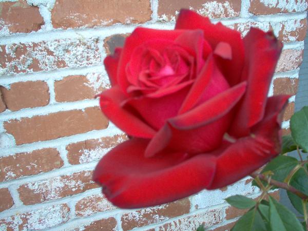 red rose