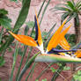 Birds of paradise plant 