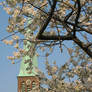 Church and cherry blossoms