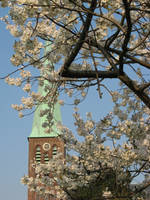 Church and cherry blossoms