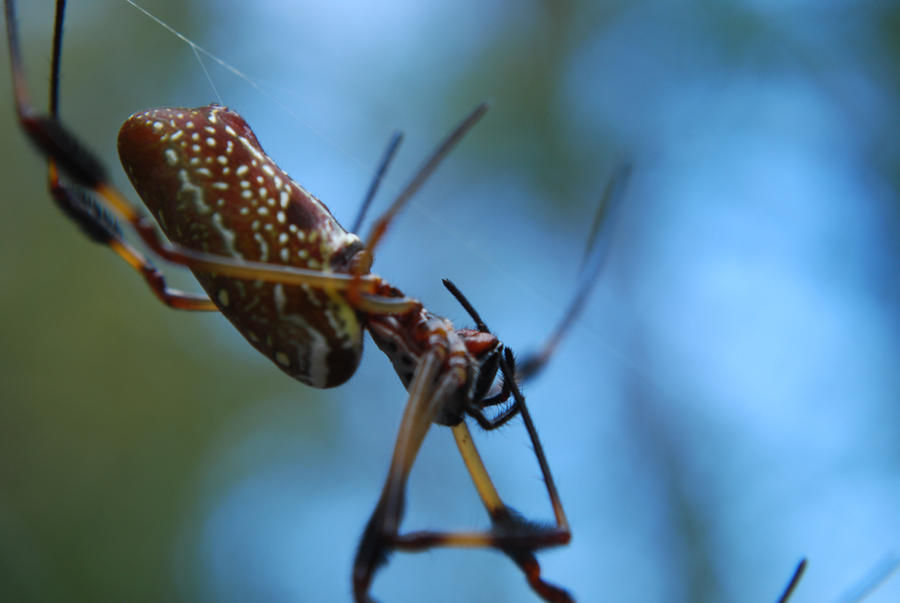 Spindly Insect Spindly by Teukrome on DeviantArt