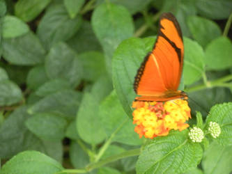 Resting Butterfly